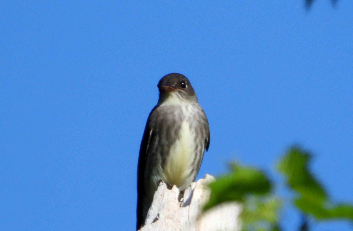 Olive-sided Flycatcher - ML619939070