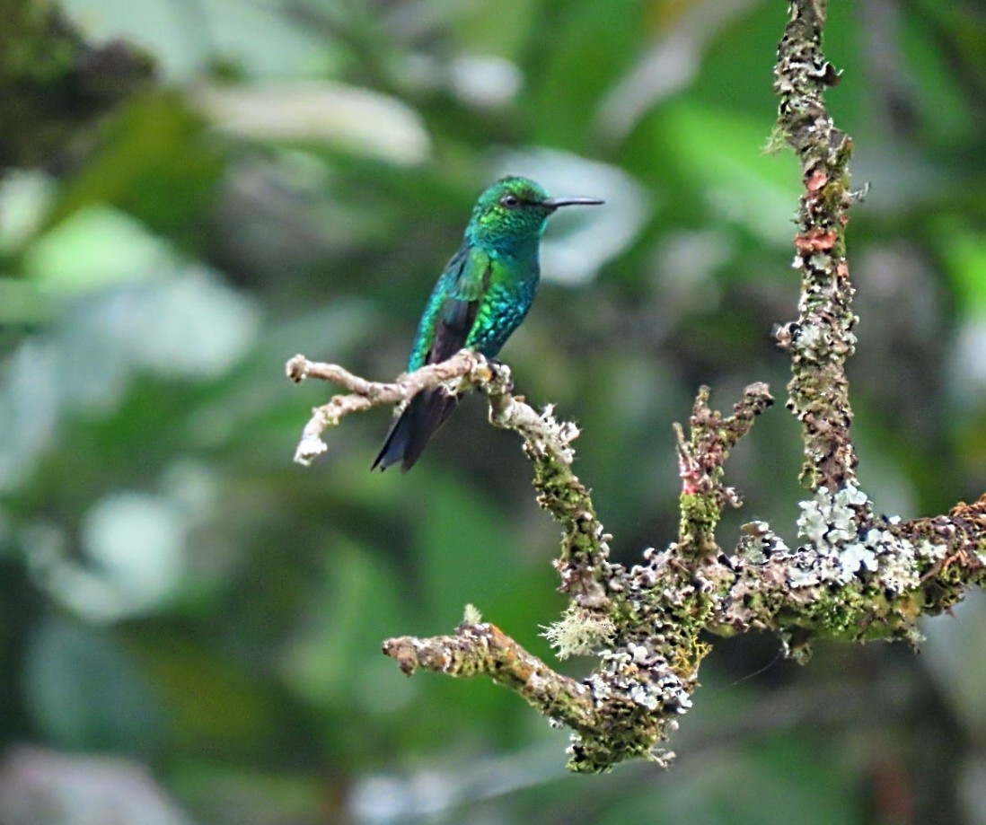 Western Emerald - ML619939100