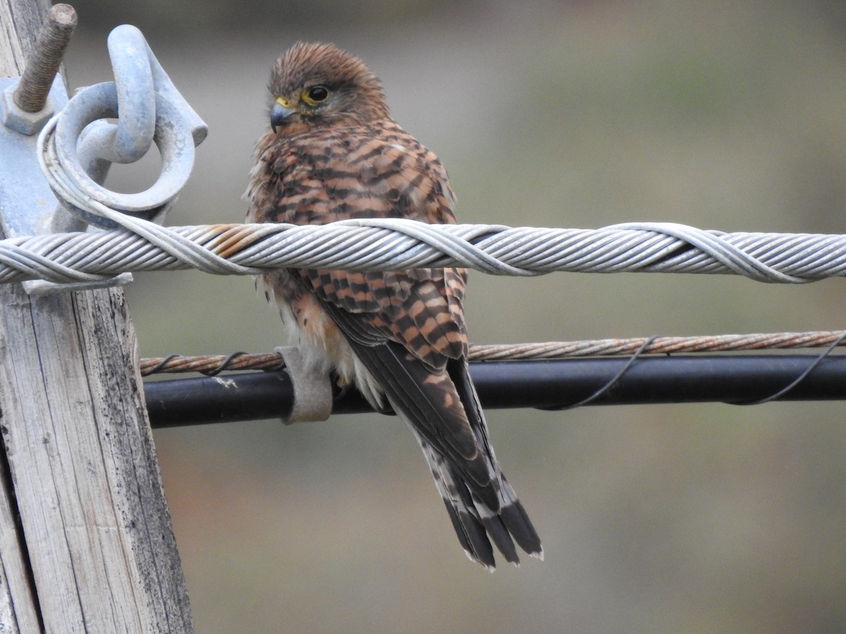 Eurasian Kestrel - ML619939104