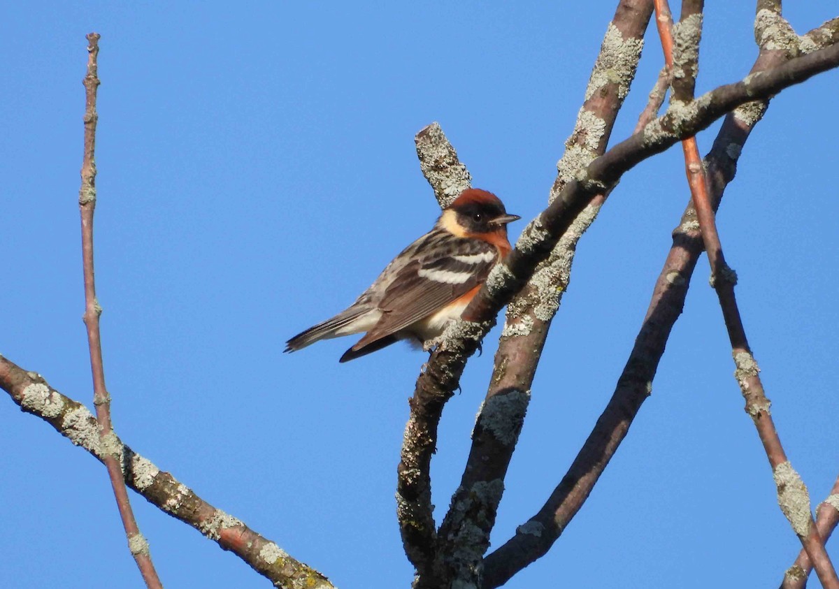 Bay-breasted Warbler - ML619939131