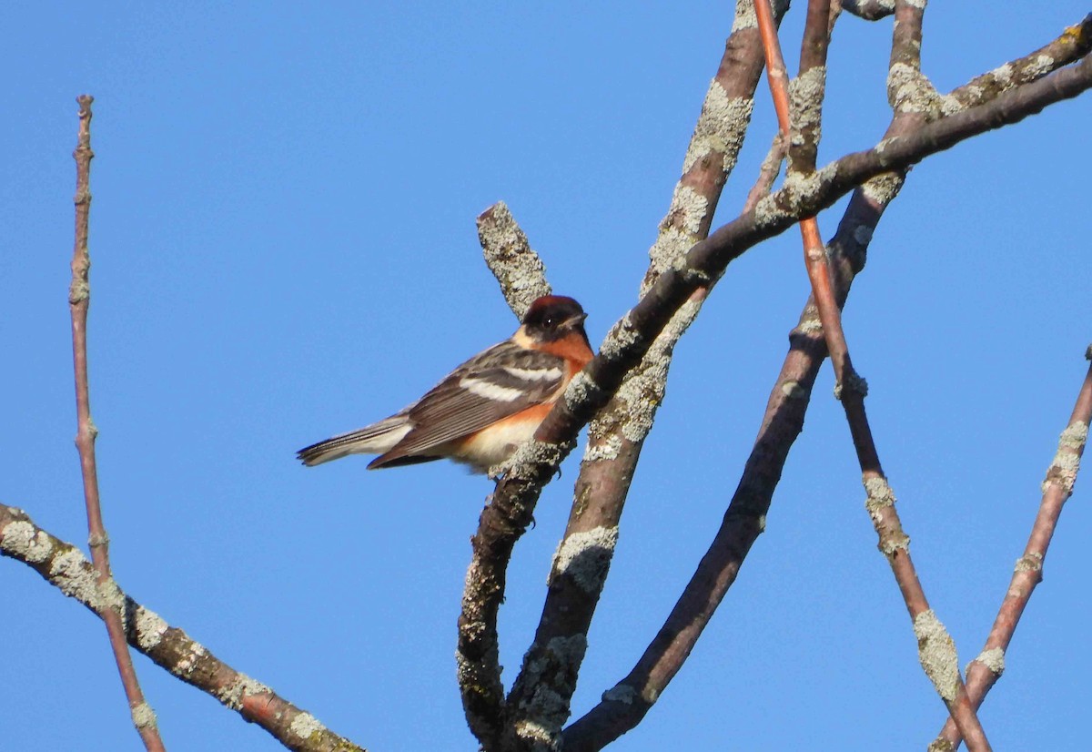 Bay-breasted Warbler - Marc Belliard