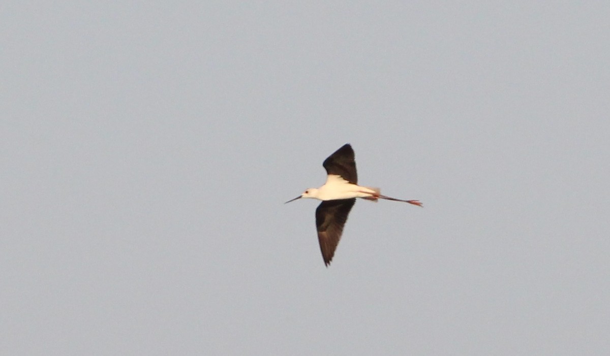 Black-winged Stilt - ML619939148