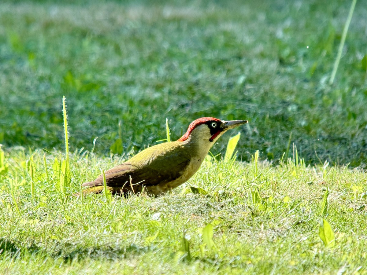 Eurasian Green Woodpecker - ML619939198