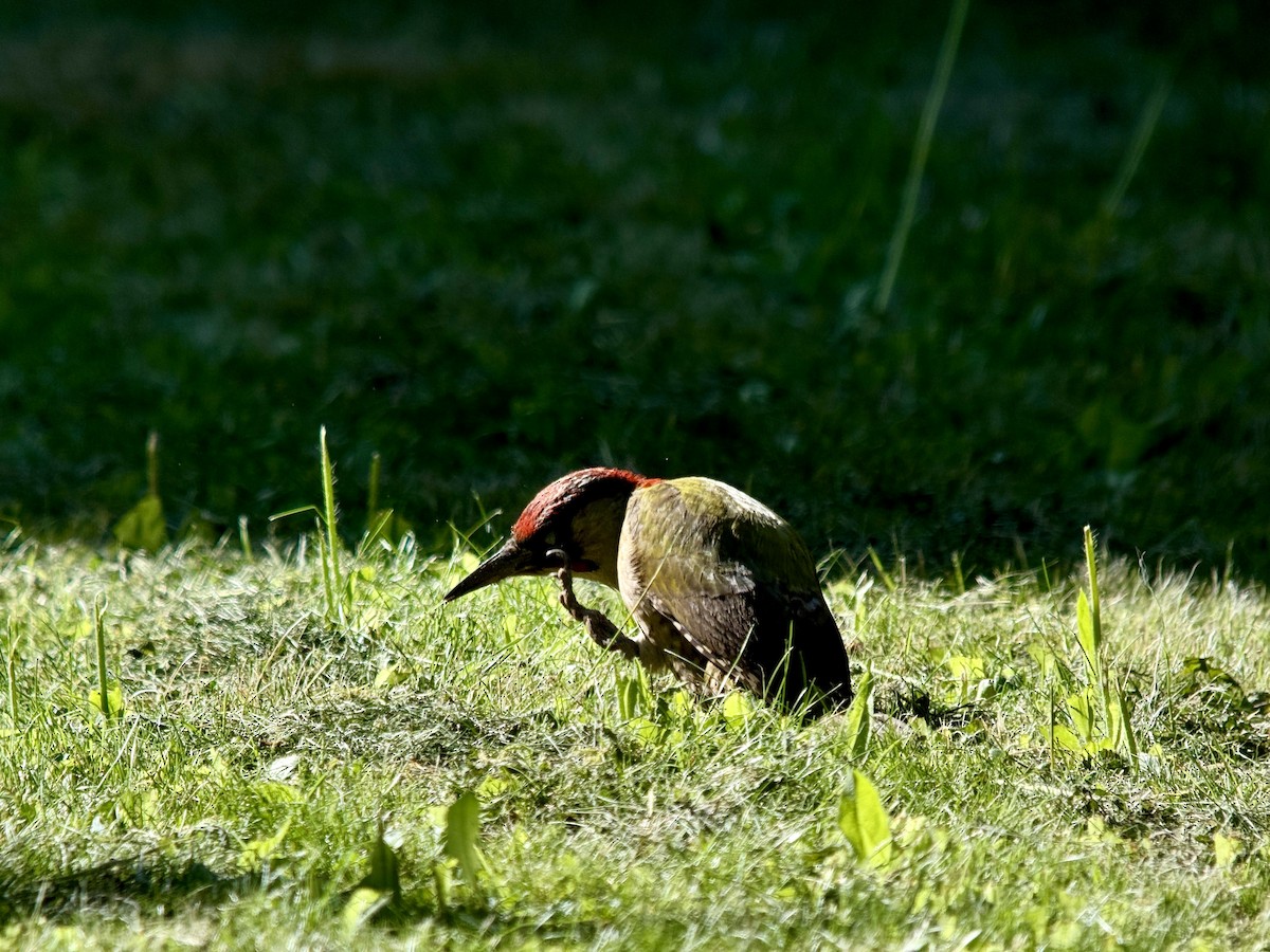 Eurasian Green Woodpecker - John Hague