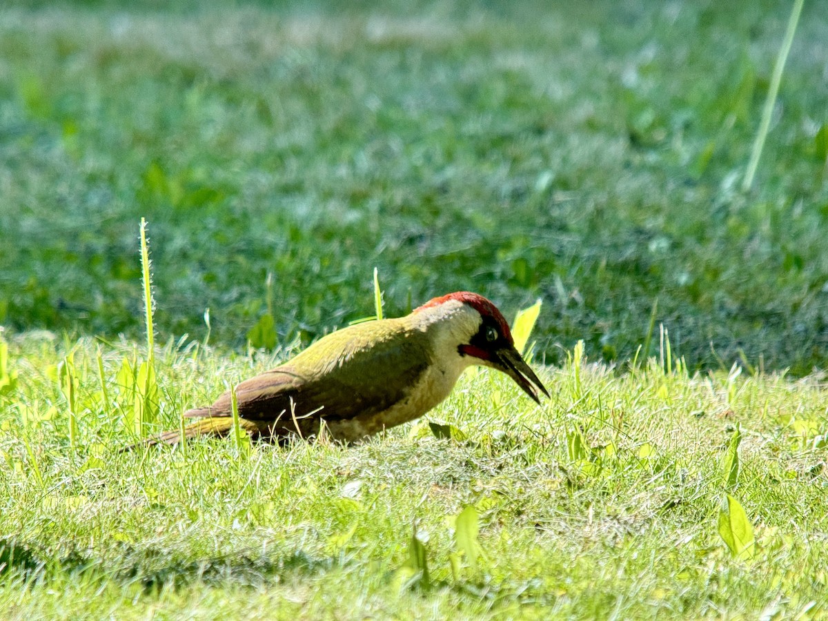 Eurasian Green Woodpecker - ML619939200