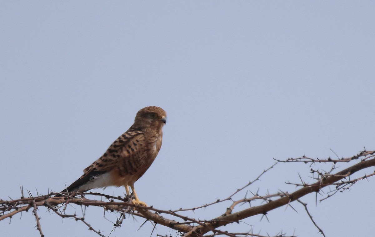 Greater Kestrel - ML619939214