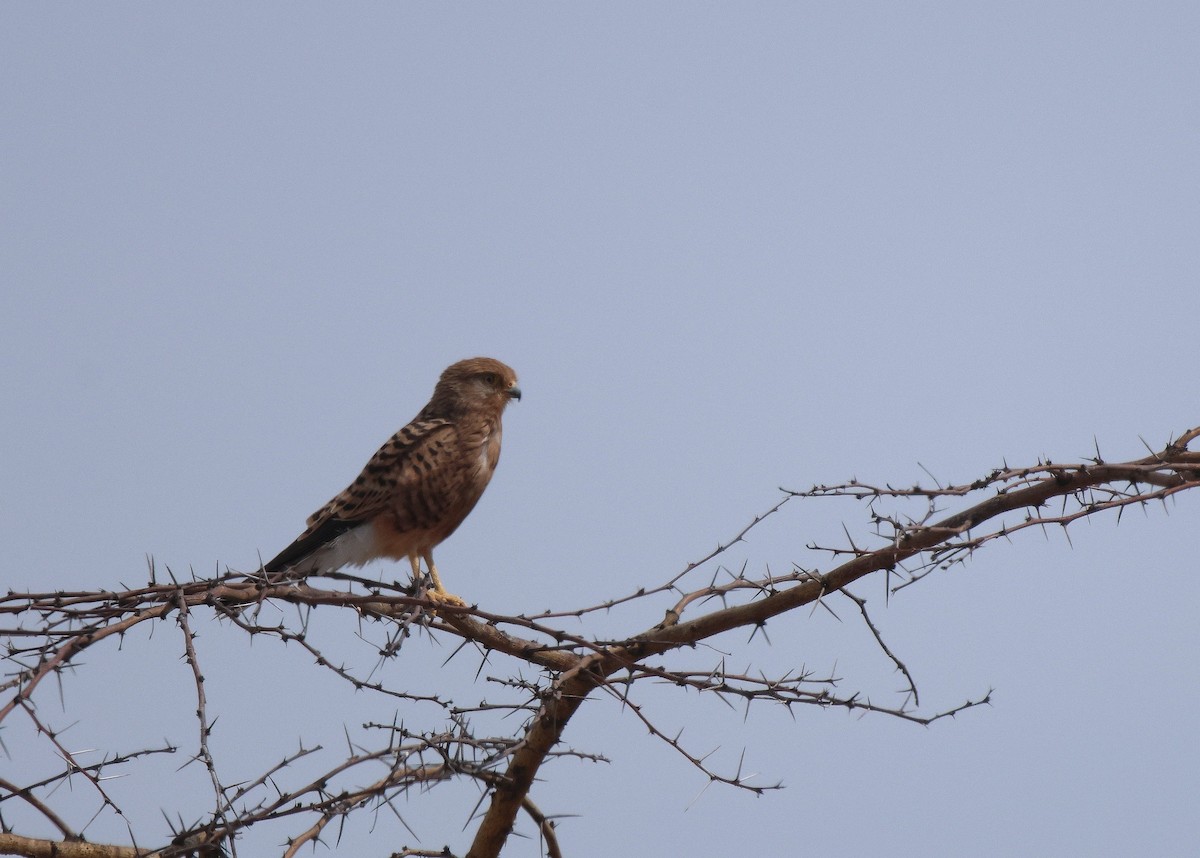 Greater Kestrel - ML619939215