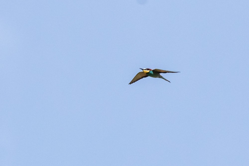 European Bee-eater - ML619939217