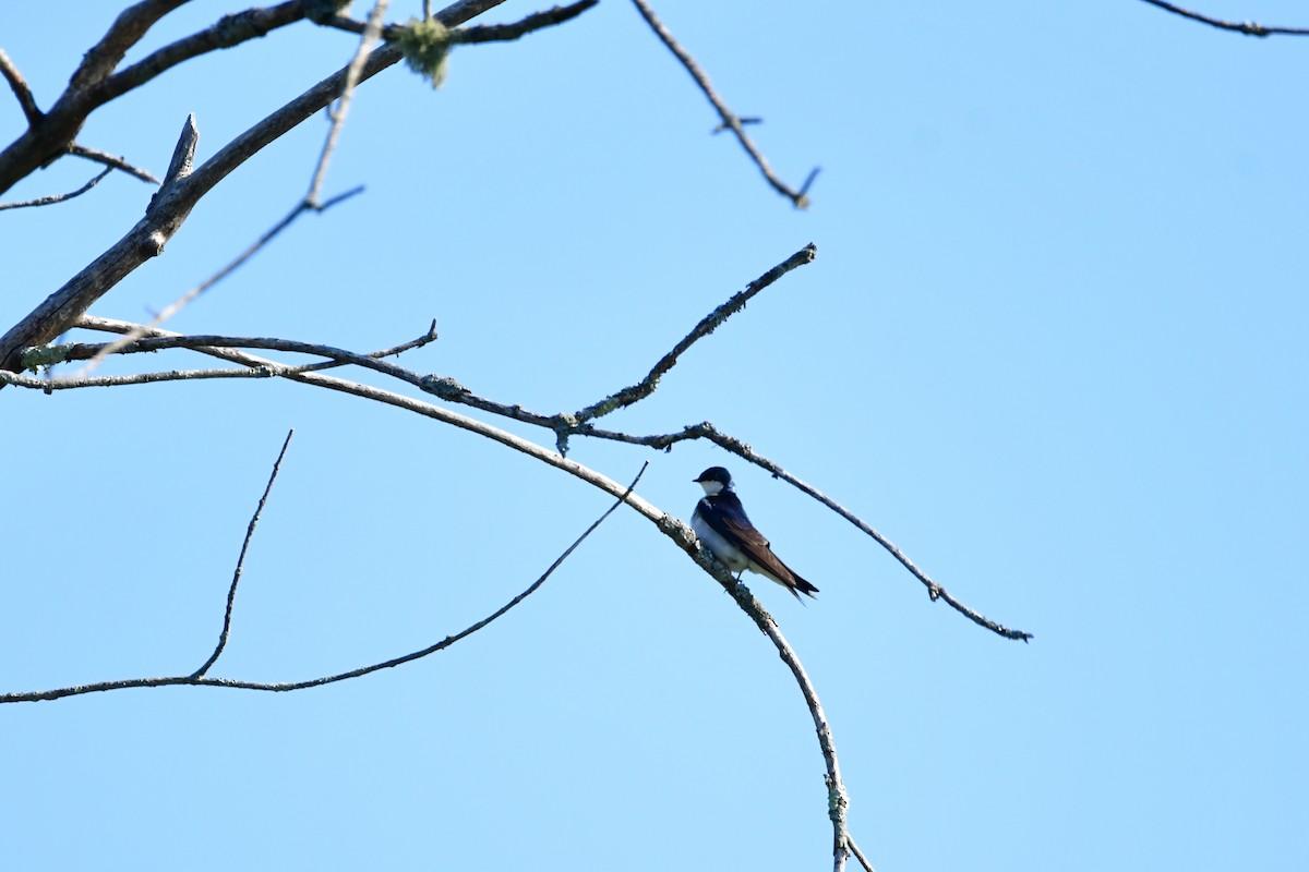 Tree Swallow - ML619939218