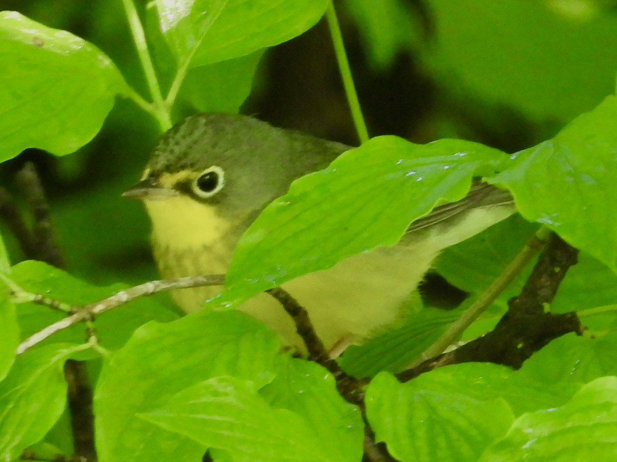 Canada Warbler - ML619939224