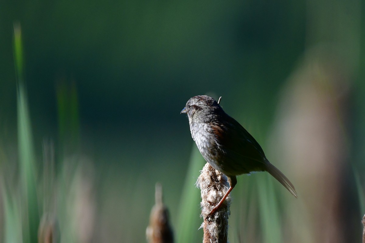 Swamp Sparrow - ML619939236
