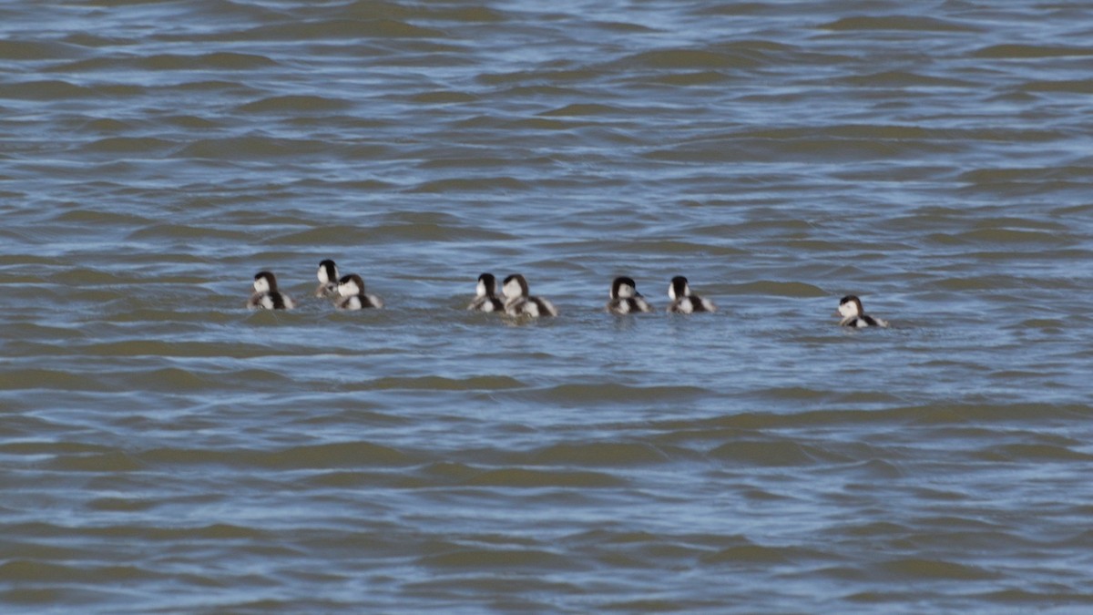 Common Shelduck - ML619939247