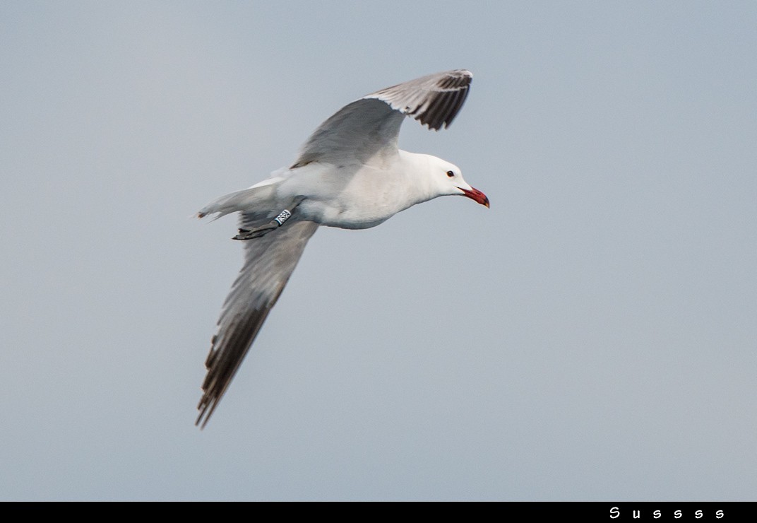 Gaviota de Audouin - ML619939258