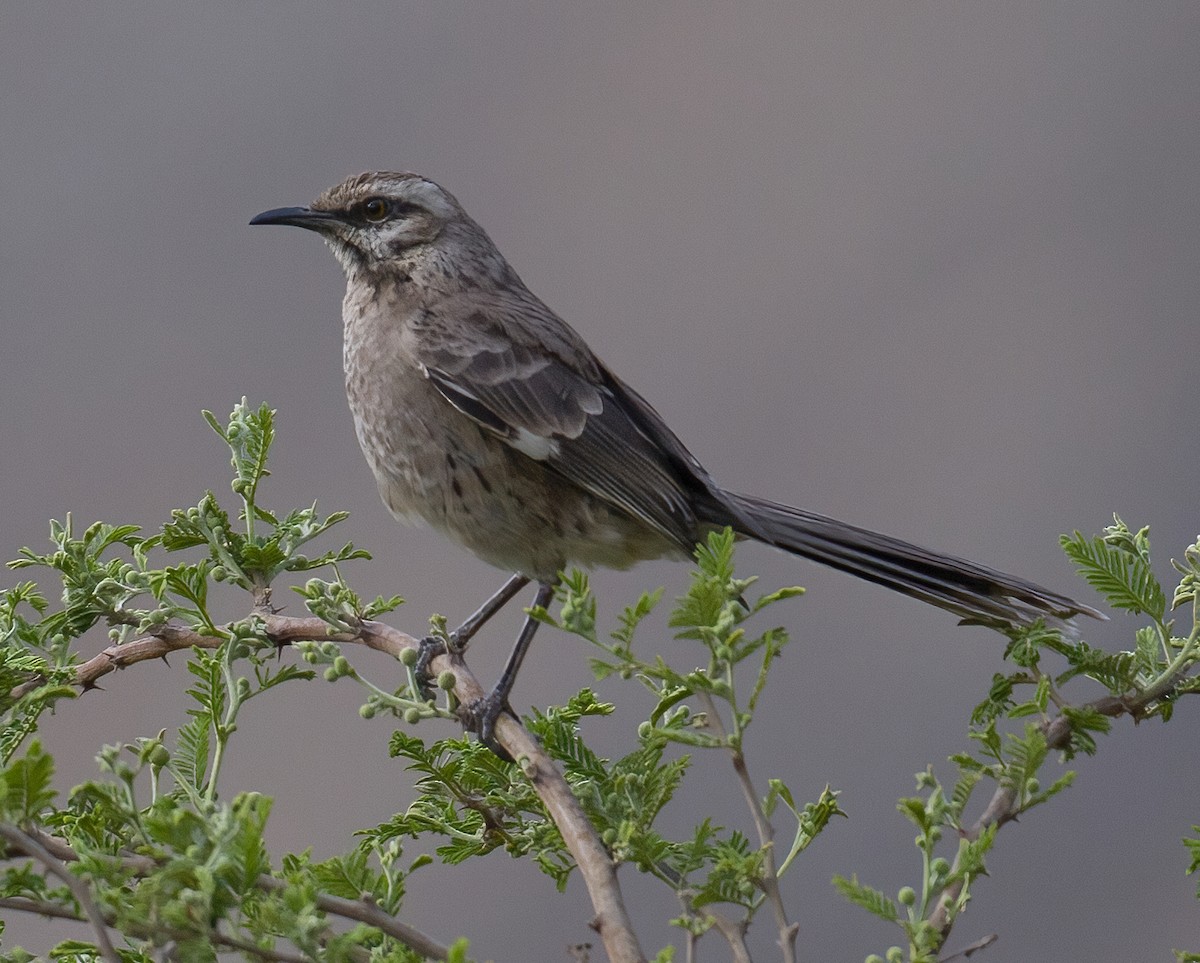 Long-tailed Mockingbird - ML619939261