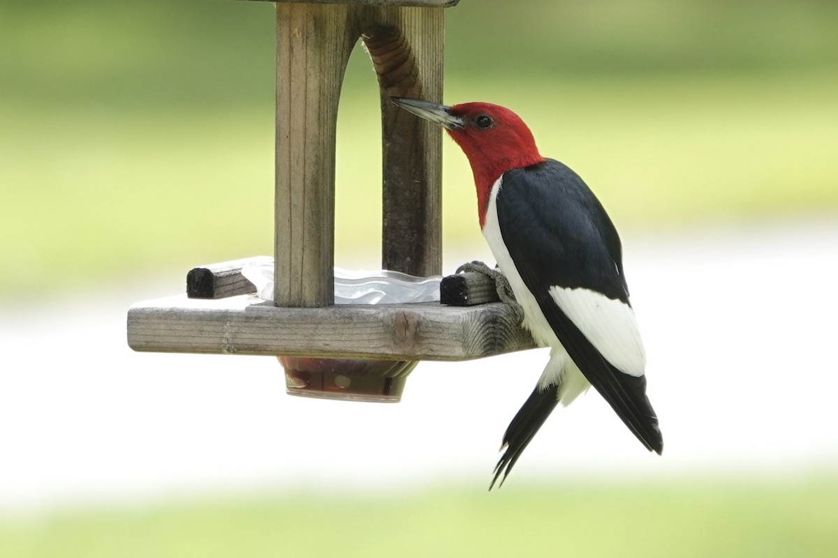Red-headed Woodpecker - ML619939271
