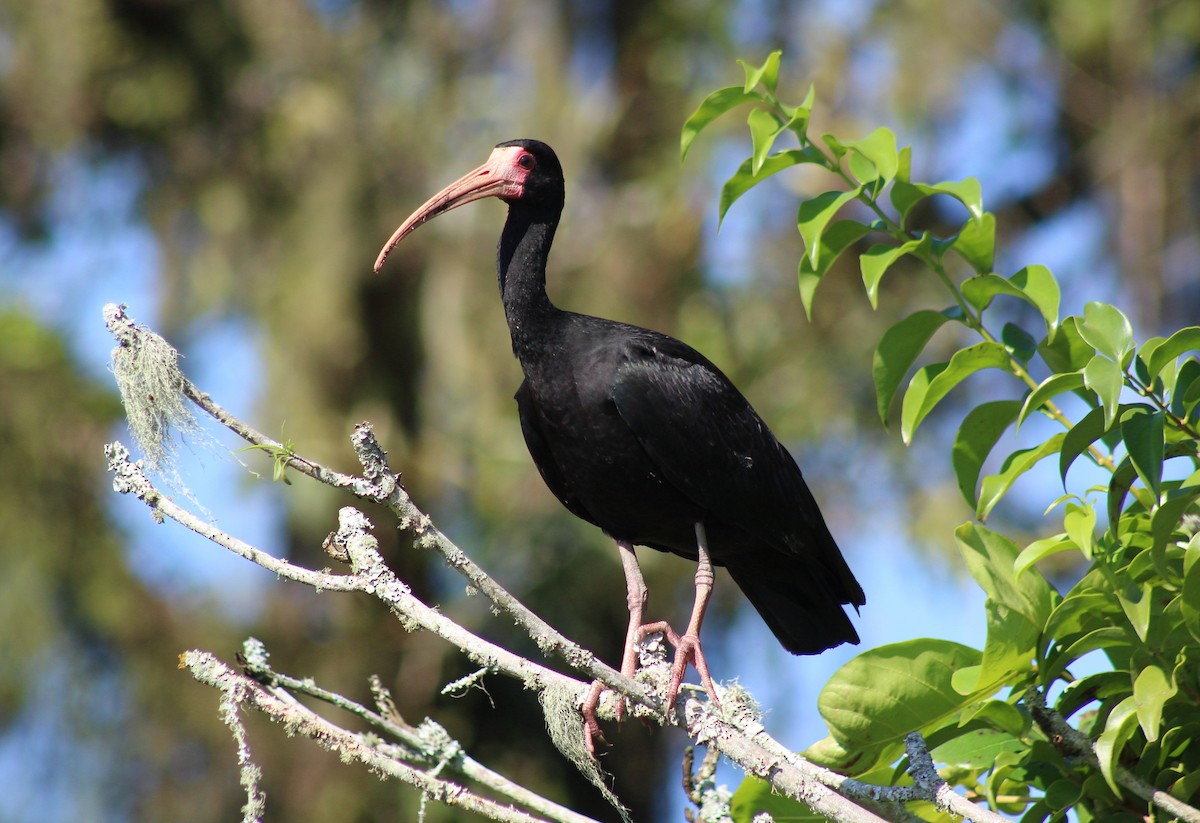 ibis tmavý - ML619939278