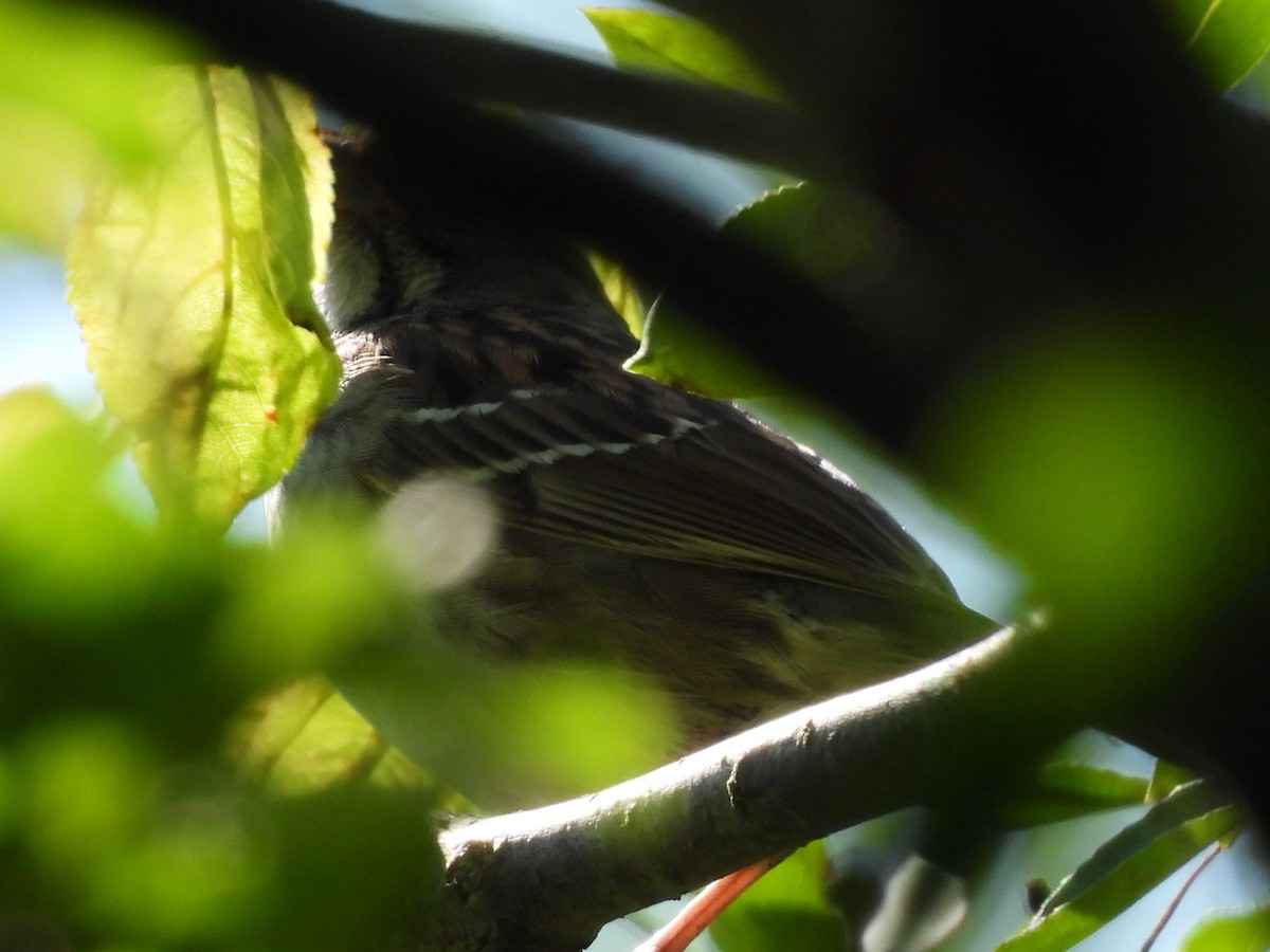 White-throated Sparrow - ML619939284
