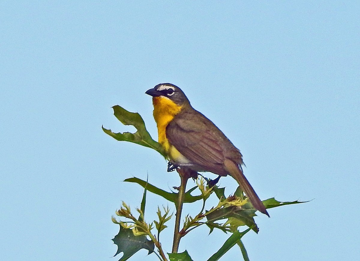 Yellow-breasted Chat - ML619939307