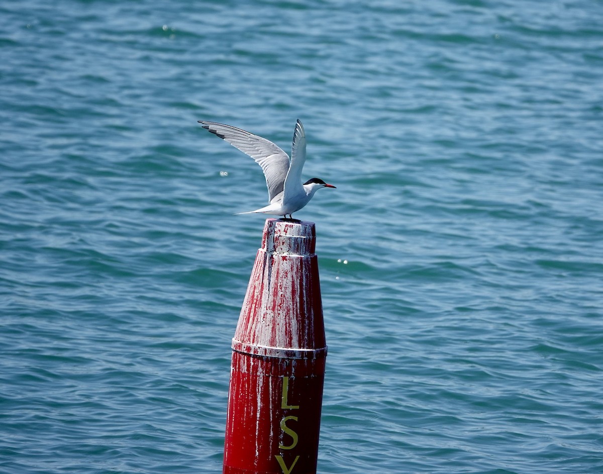 Common Tern - ML619939319