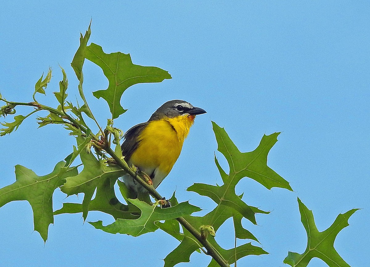 Yellow-breasted Chat - ML619939323