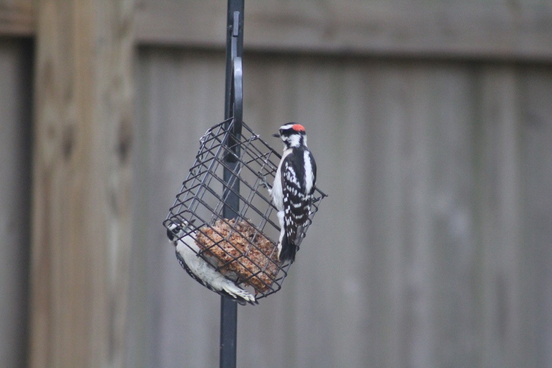 Downy Woodpecker - ML619939325