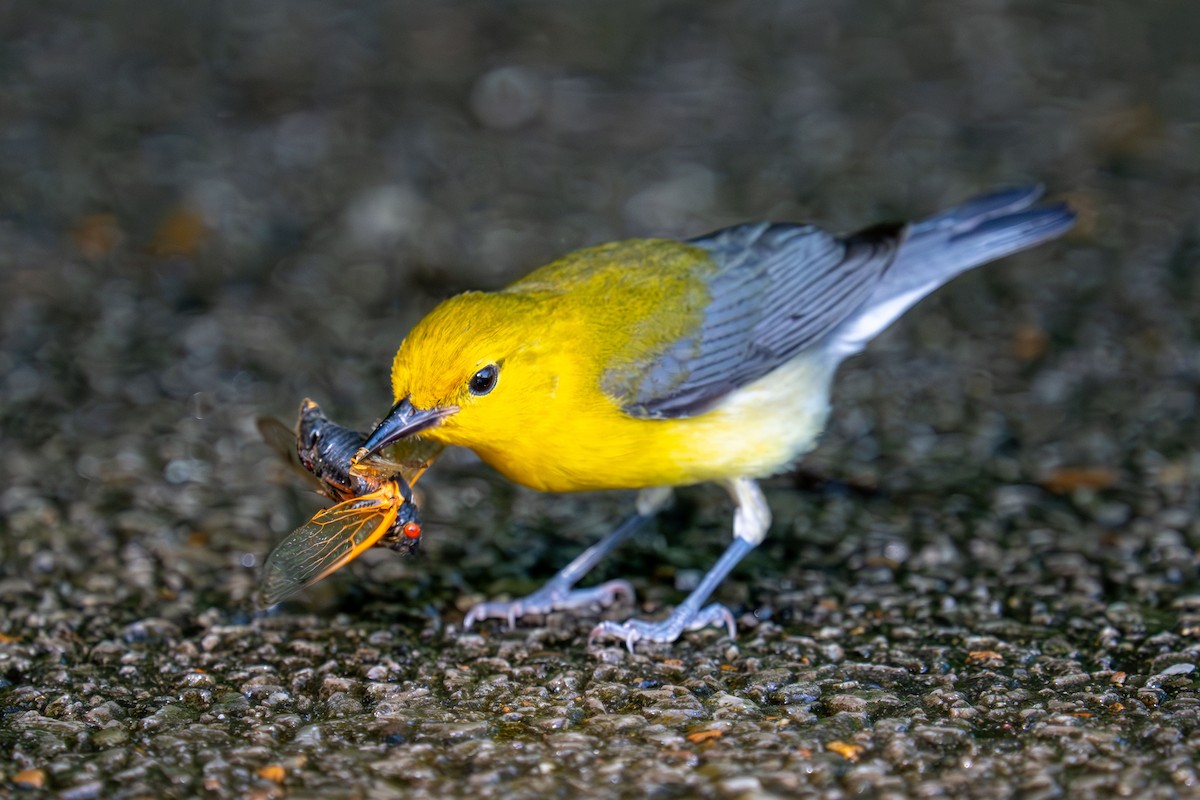 Prothonotary Warbler - ML619939338