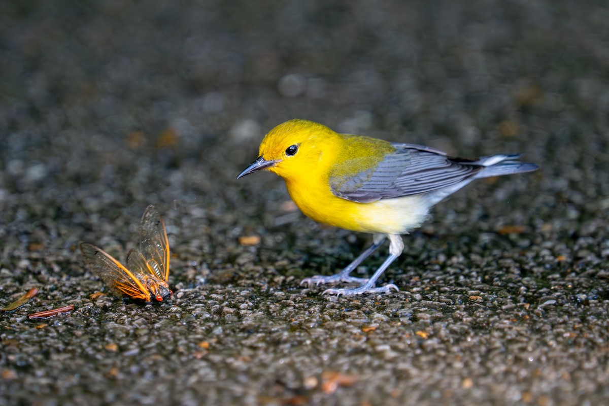 Prothonotary Warbler - ML619939339