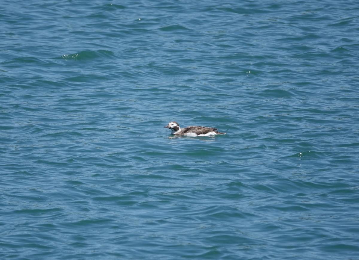 Long-tailed Duck - ML619939353