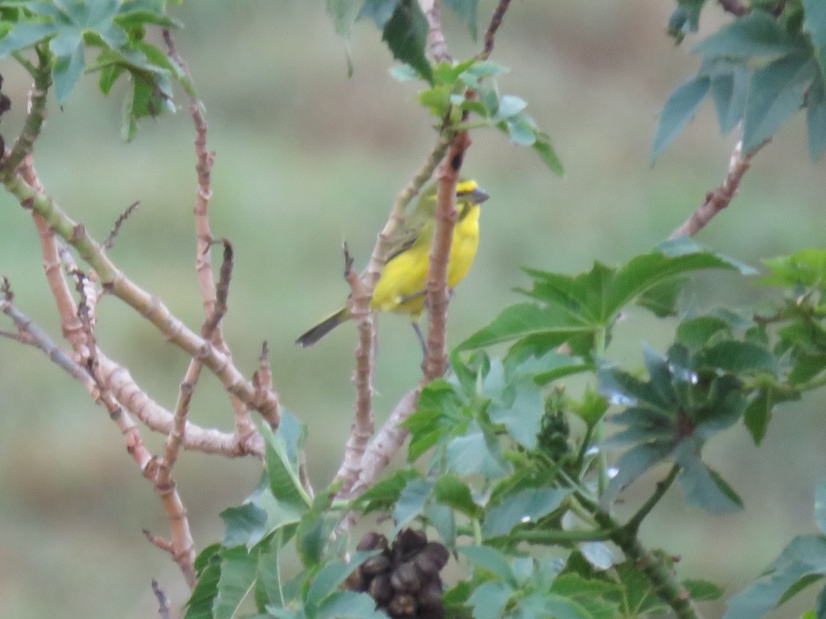 Yellow Canary - ML619939356