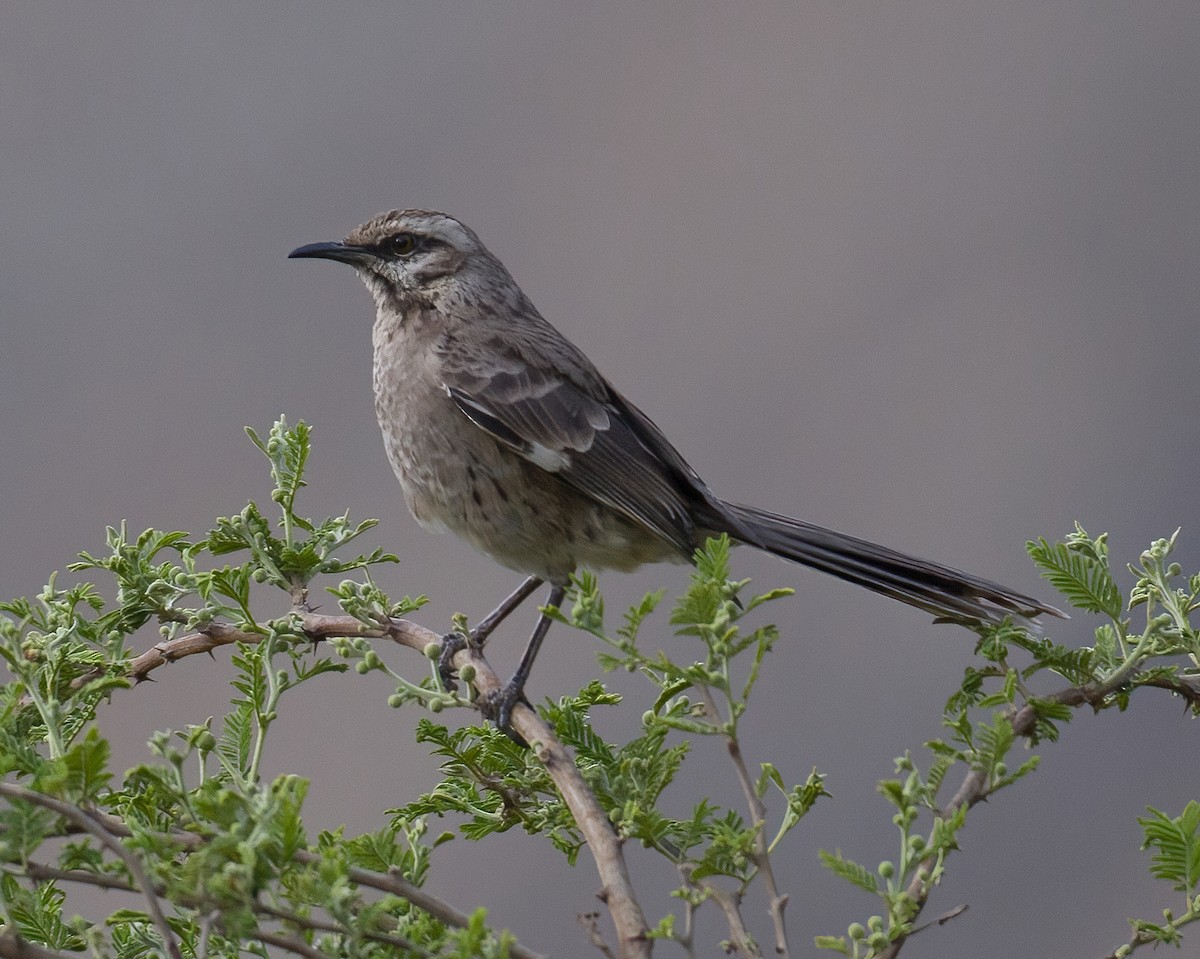 Long-tailed Mockingbird - ML619939358