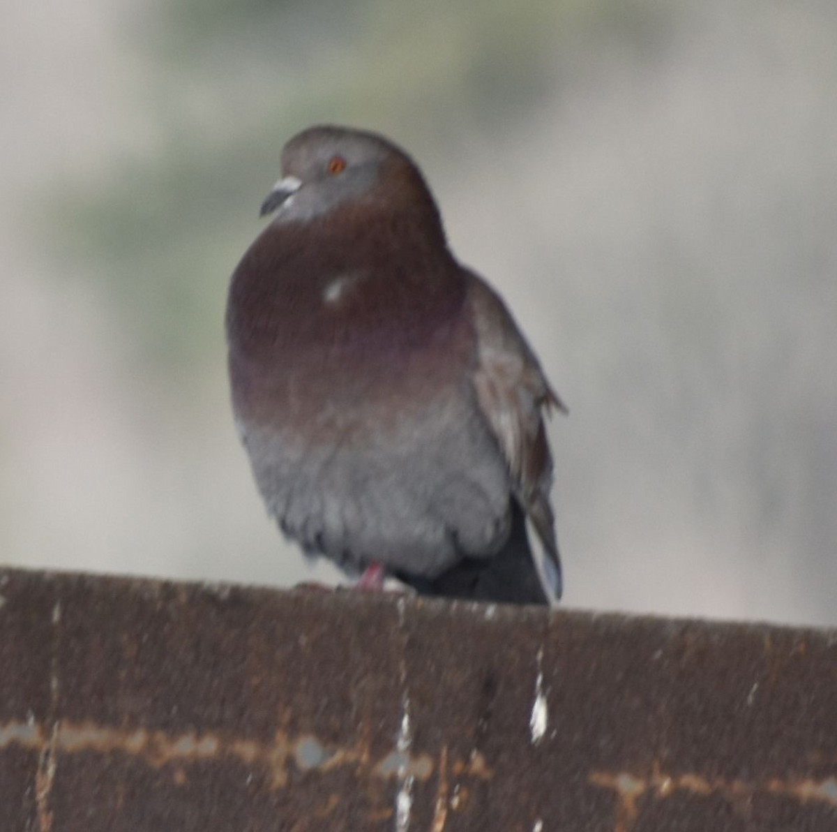 Rock Pigeon (Feral Pigeon) - ML619939372