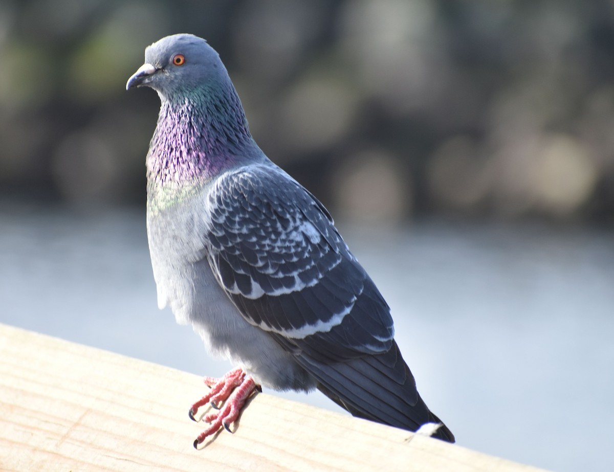 Rock Pigeon (Feral Pigeon) - ML619939374