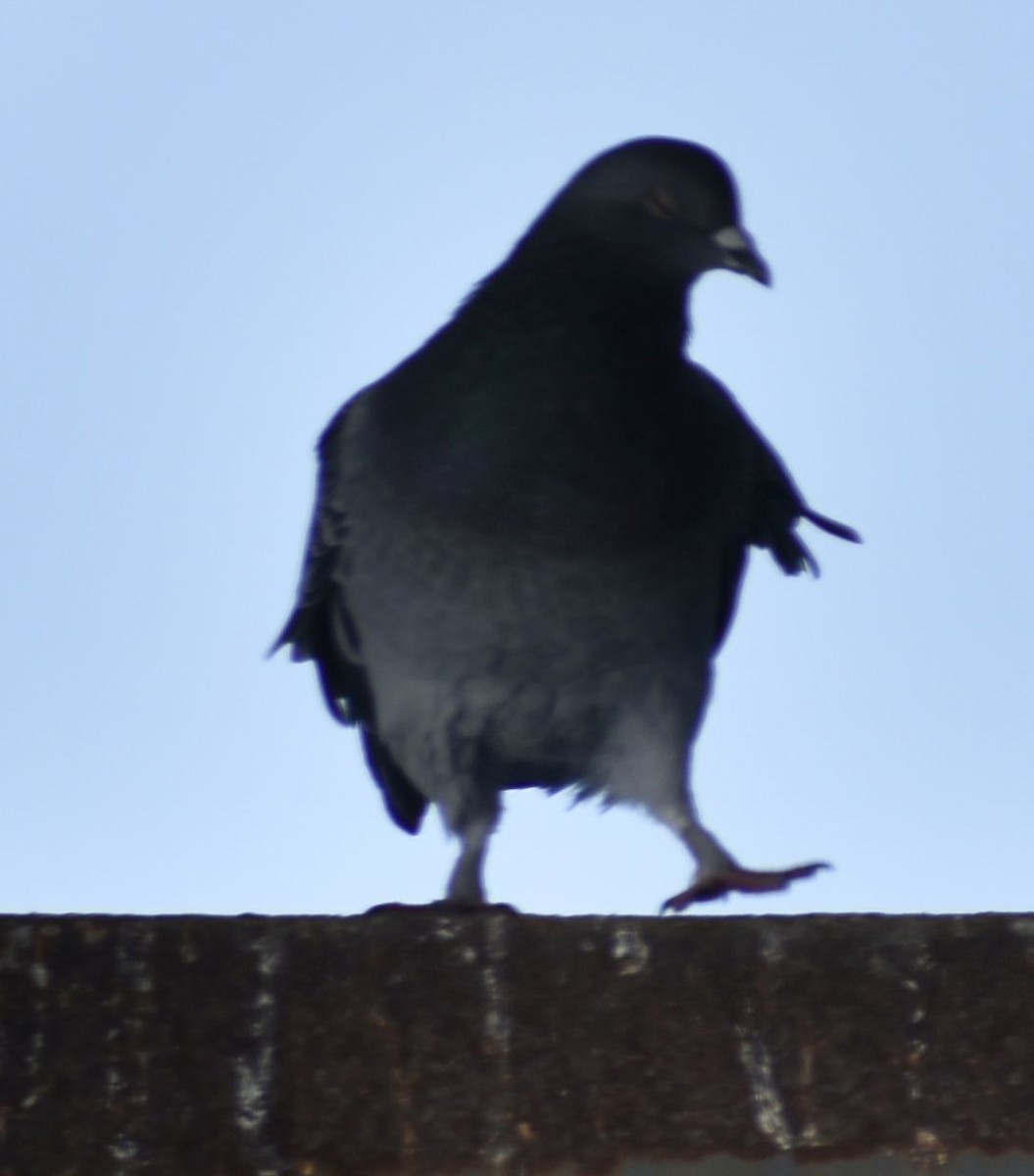 Rock Pigeon (Feral Pigeon) - ML619939375