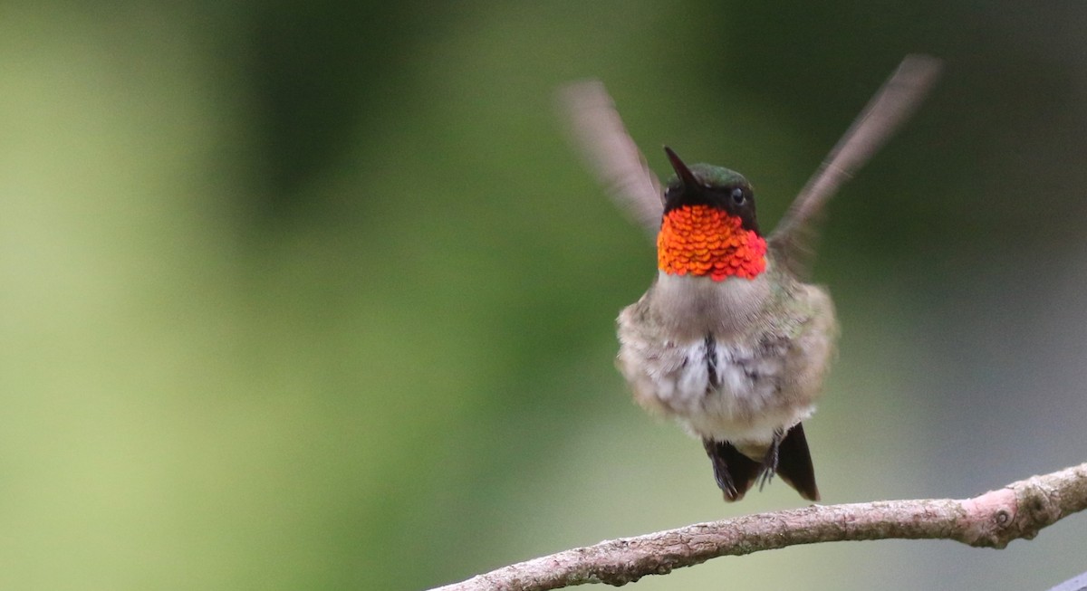 Ruby-throated Hummingbird - ML619939392