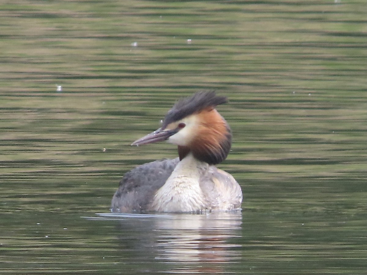 Great Crested Grebe - ML619939394