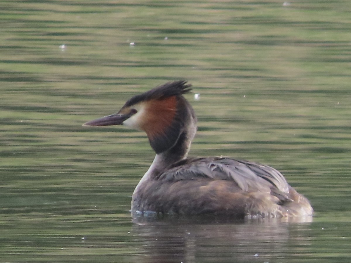 Great Crested Grebe - ML619939395