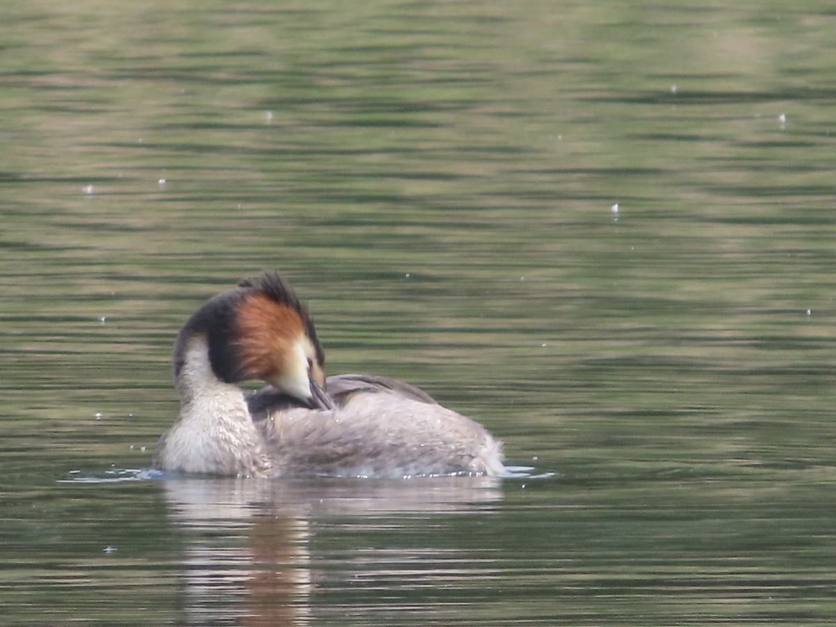 Great Crested Grebe - ML619939396