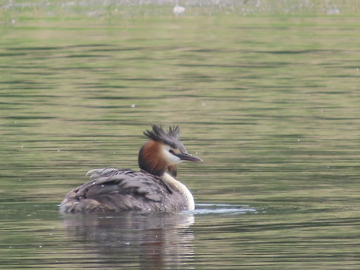 Great Crested Grebe - ML619939397