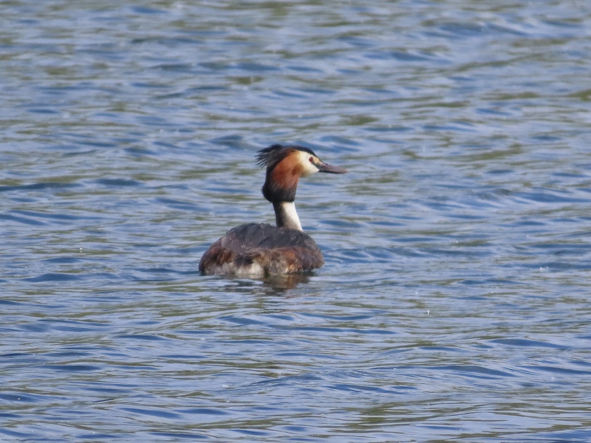 Great Crested Grebe - ML619939398