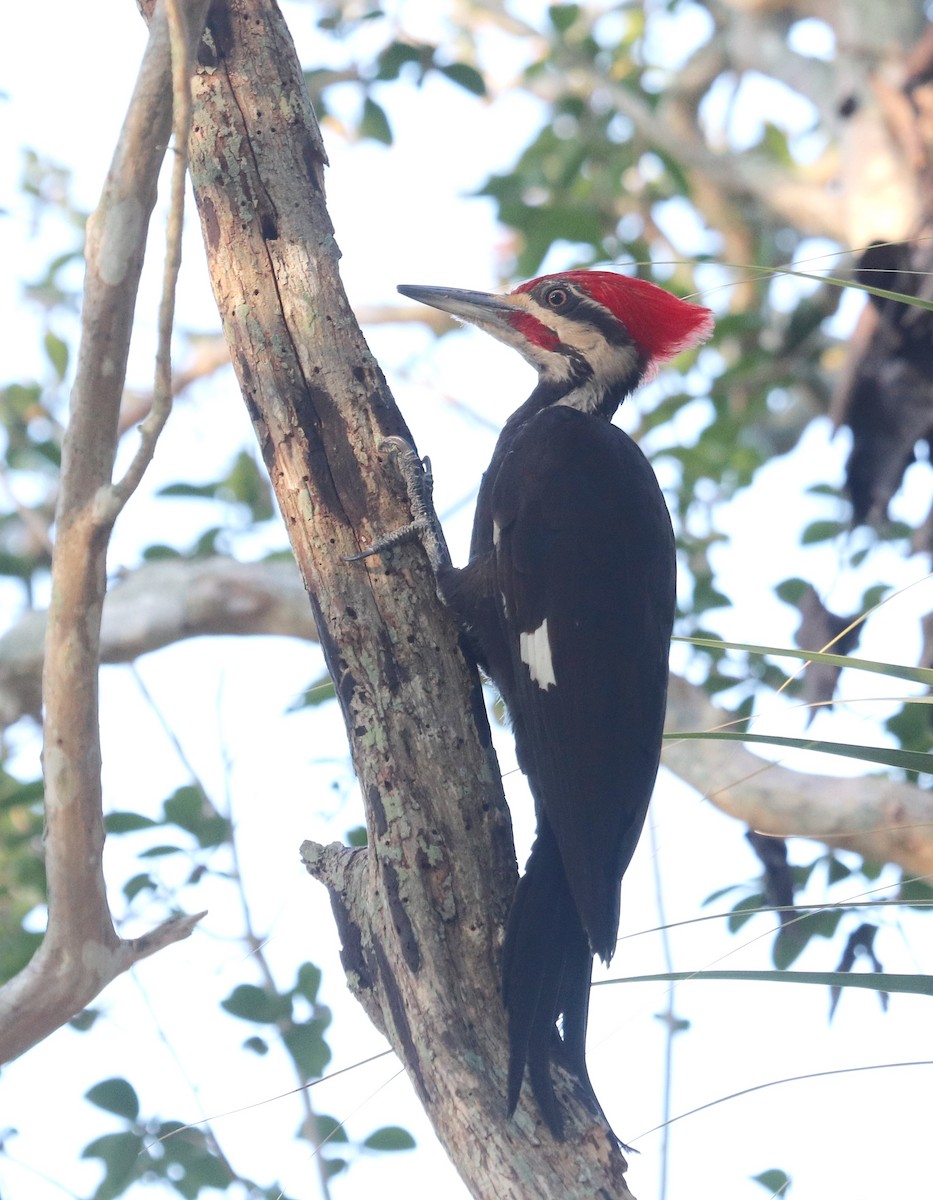 Pileated Woodpecker - ML619939404