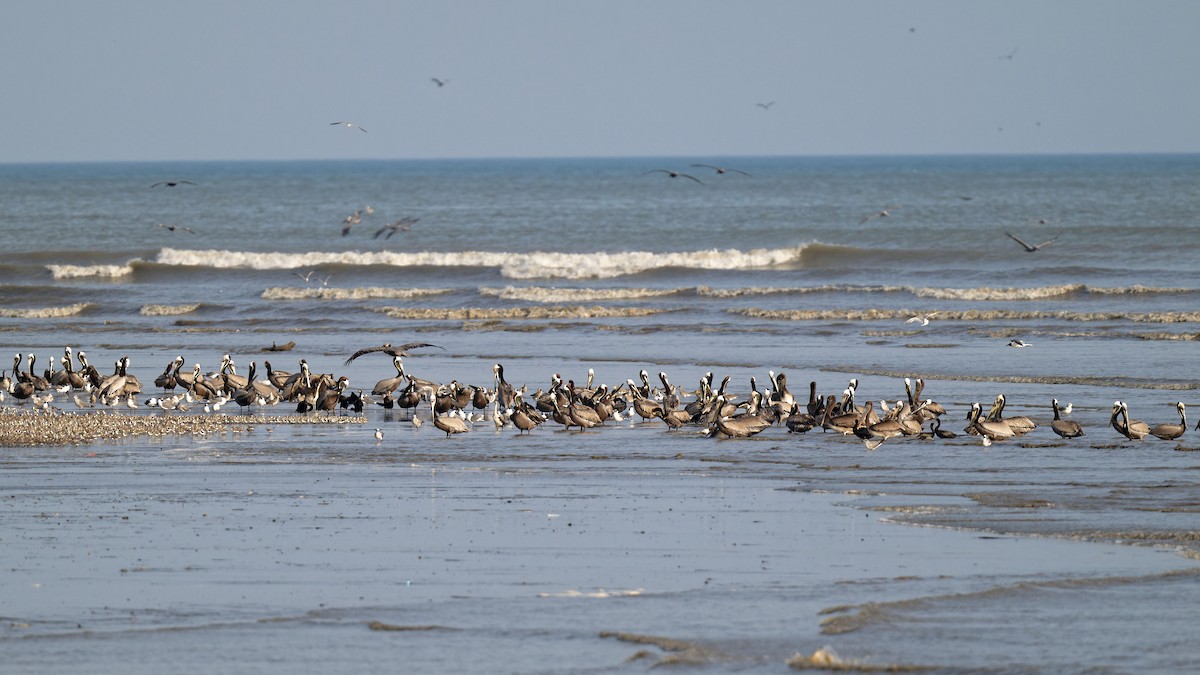 Brown Pelican - Zbigniew Wnuk