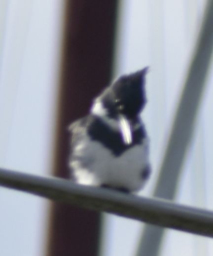 Belted Kingfisher - ML619939407