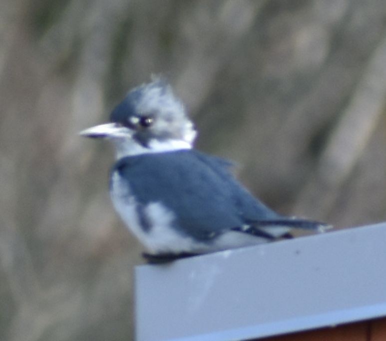 Belted Kingfisher - ML619939408