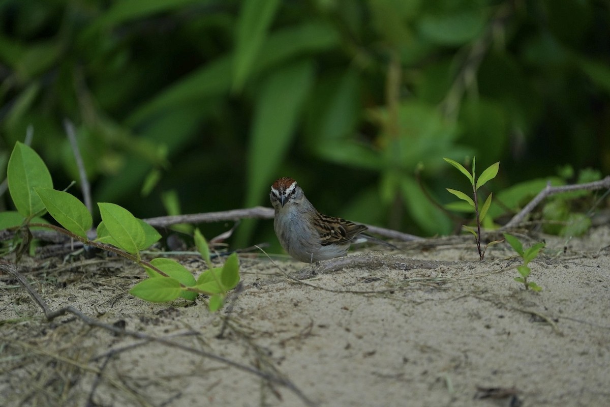 Chipping Sparrow - ML619939430