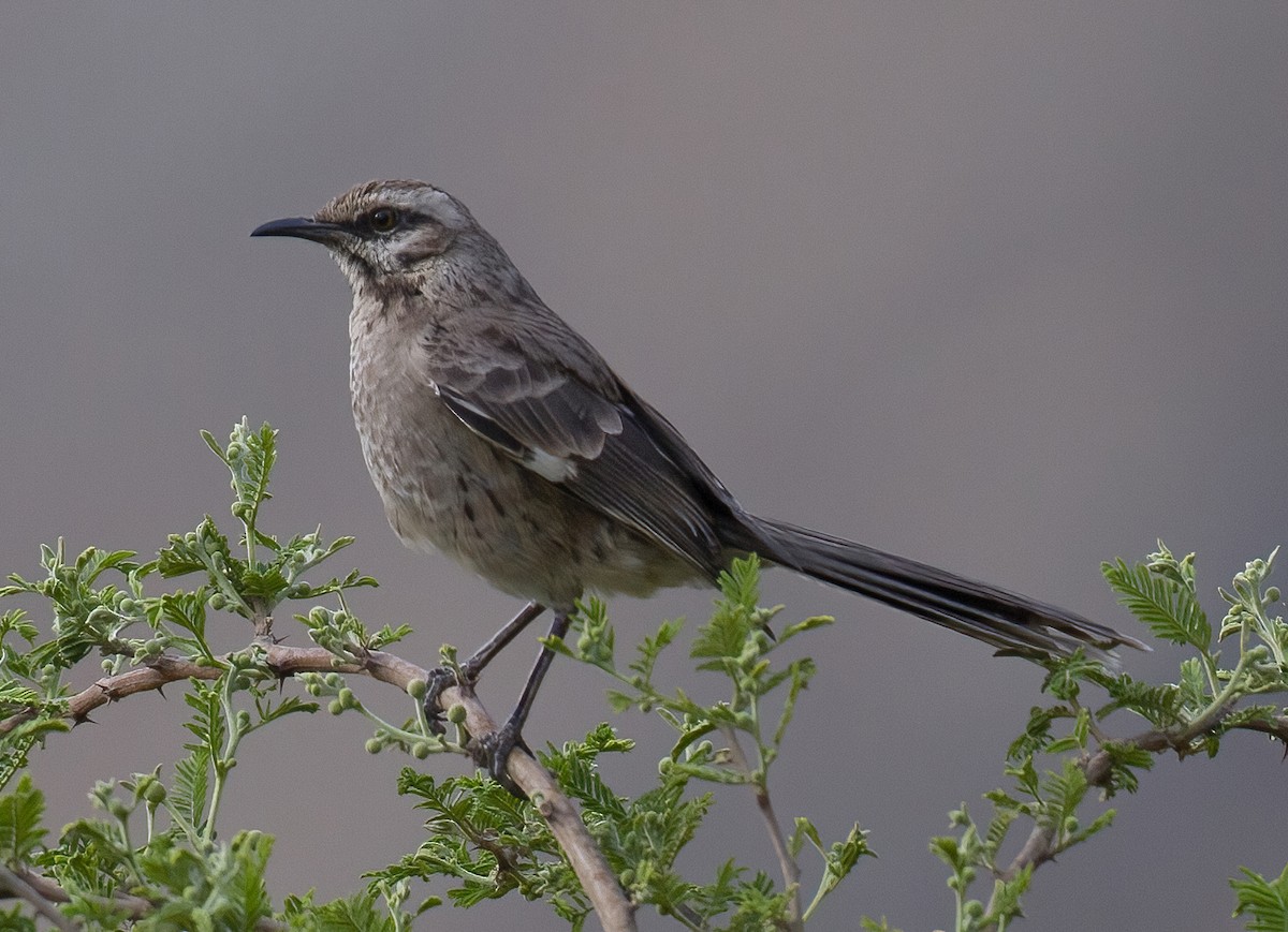 Long-tailed Mockingbird - ML619939463