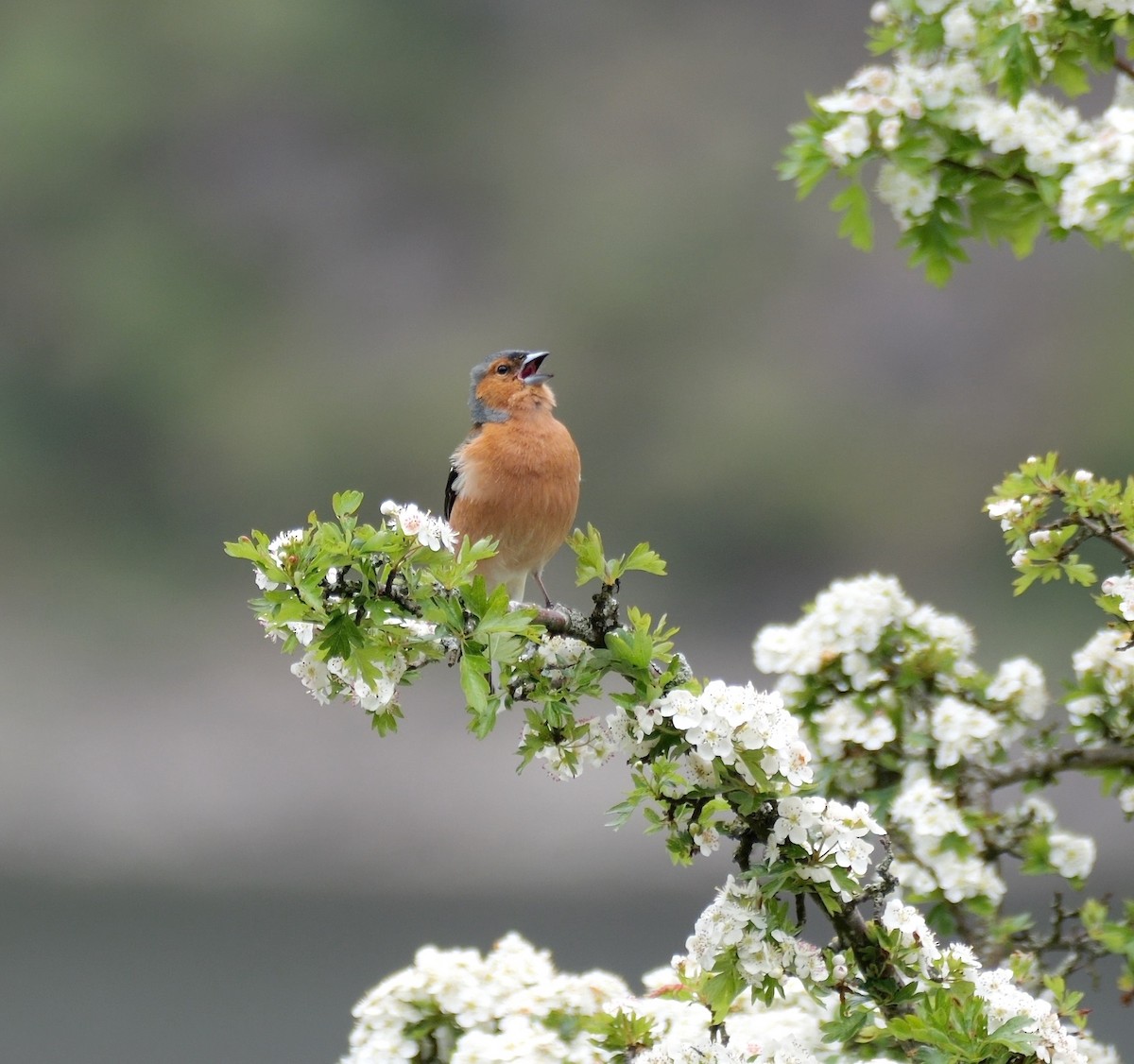 Common Chaffinch - ML619939466