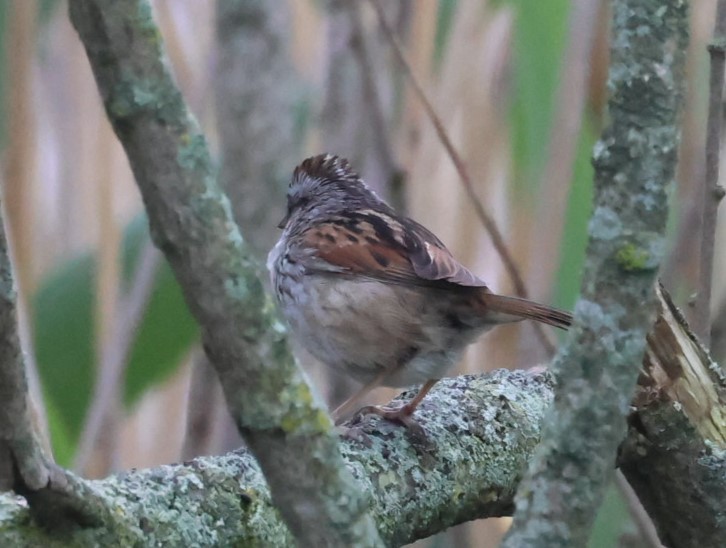Swamp Sparrow - ML619939475