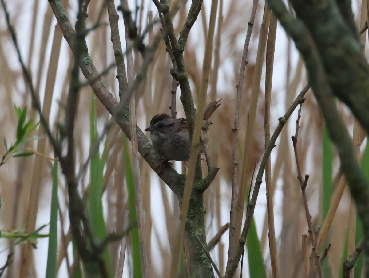 Swamp Sparrow - Pam Rasmussen