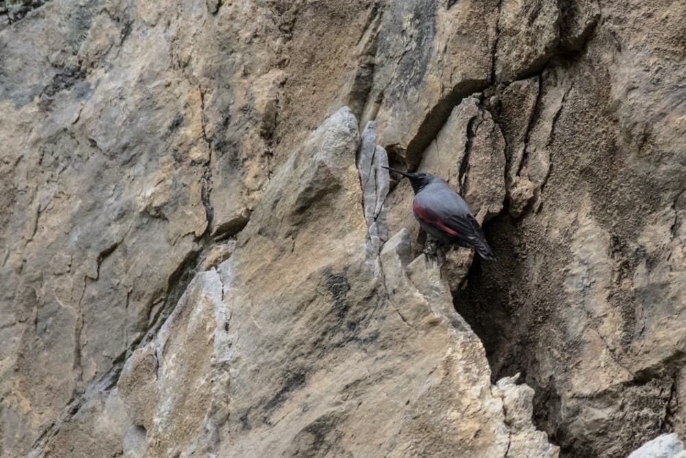 Wallcreeper - ML619939512