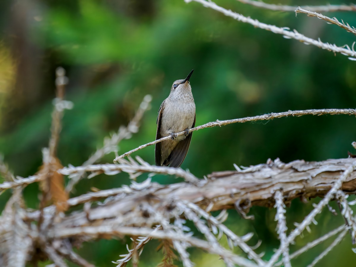 Black-chinned Hummingbird - ML619939520